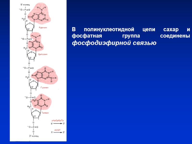 В полинуклеотидной цепи сахар и фосфатная группа соединены фосфодиэфирной связью В полинуклеотидной цепи сахар и фосфатная группа соединены фосфодиэфирной связью